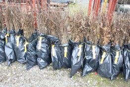 Approx. 100 hornbeam hedging plants. This lot is s