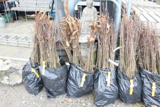 Approx. 100 sweet chestnut hedging plants. This lo