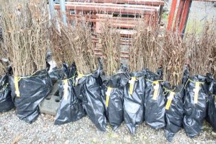 Approx. 100 hornbeam hedging plants. This lot is s