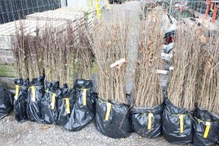 Approx. 100 oak hedging plants. This lot is subjec