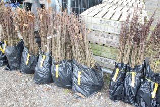 Approx. 100 sweet chestnut hedging plants. This lo