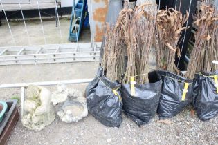 Approx. 100 sweet chestnut hedging plants. This lo