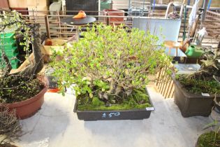 A bonsai forest in plastic planter