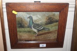 An oil on board "Racing Pigeon, Likely Flyer" unsi