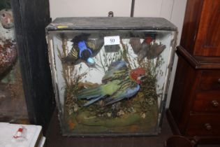 A taxidermy arrangement displaying a Honey Creeper