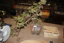 A cascading Bonsai tree