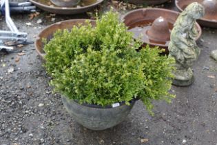 A planter and contents buxus sempervirens