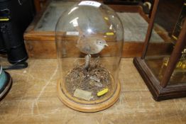 A preserved wren under glass dome