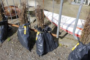 Approx. 100 Hornbeam hedging plants