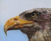 L. M. Shand, pastel study of an eagles head, 25cm x  30cm