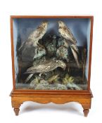 A Victorian preserved taxidermy arrangement of Birds of Prey, set amongst foliage and rocks, one