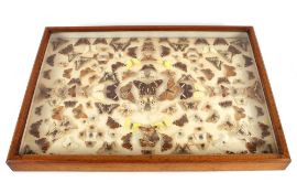 A cased arrangement of butterflies and moths, in golden oak case, 80cm x 56cm overall