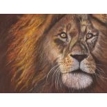 L. M. Shand, pastel study of a lions head, 28cm x 37cm