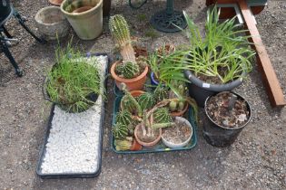 A quantity of various cactuses etc