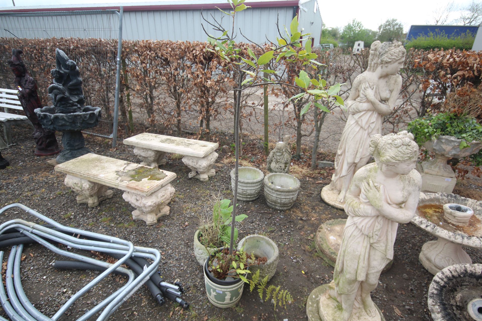 A pair of concrete planters and a bay tree contain