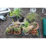 A quantity of various cacti plants etc.