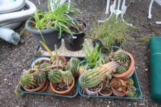 A quantity of various cacti plants etc.