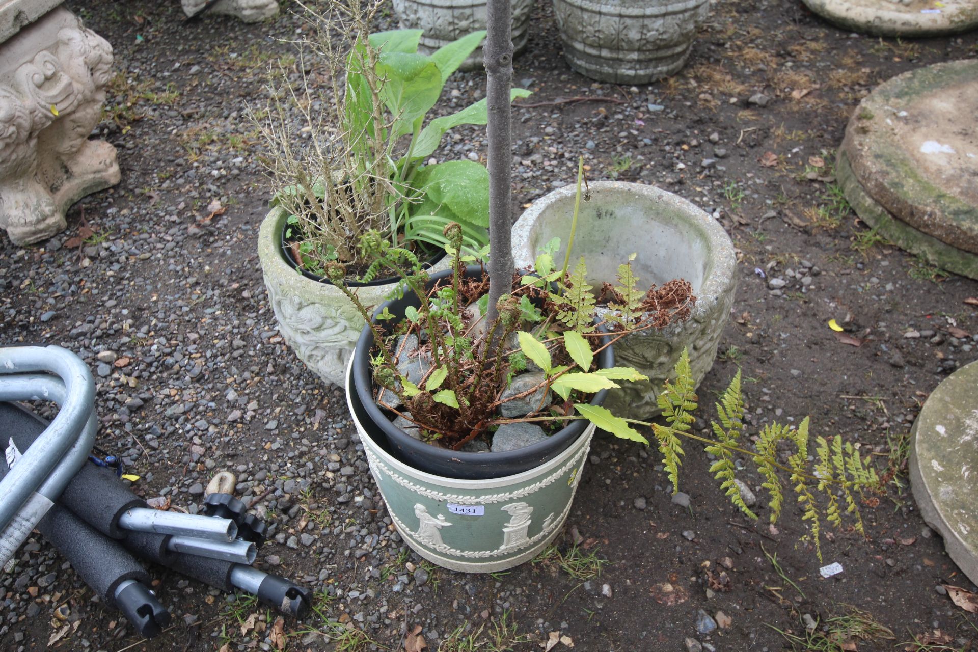 A pair of concrete planters and a bay tree contain - Image 2 of 2