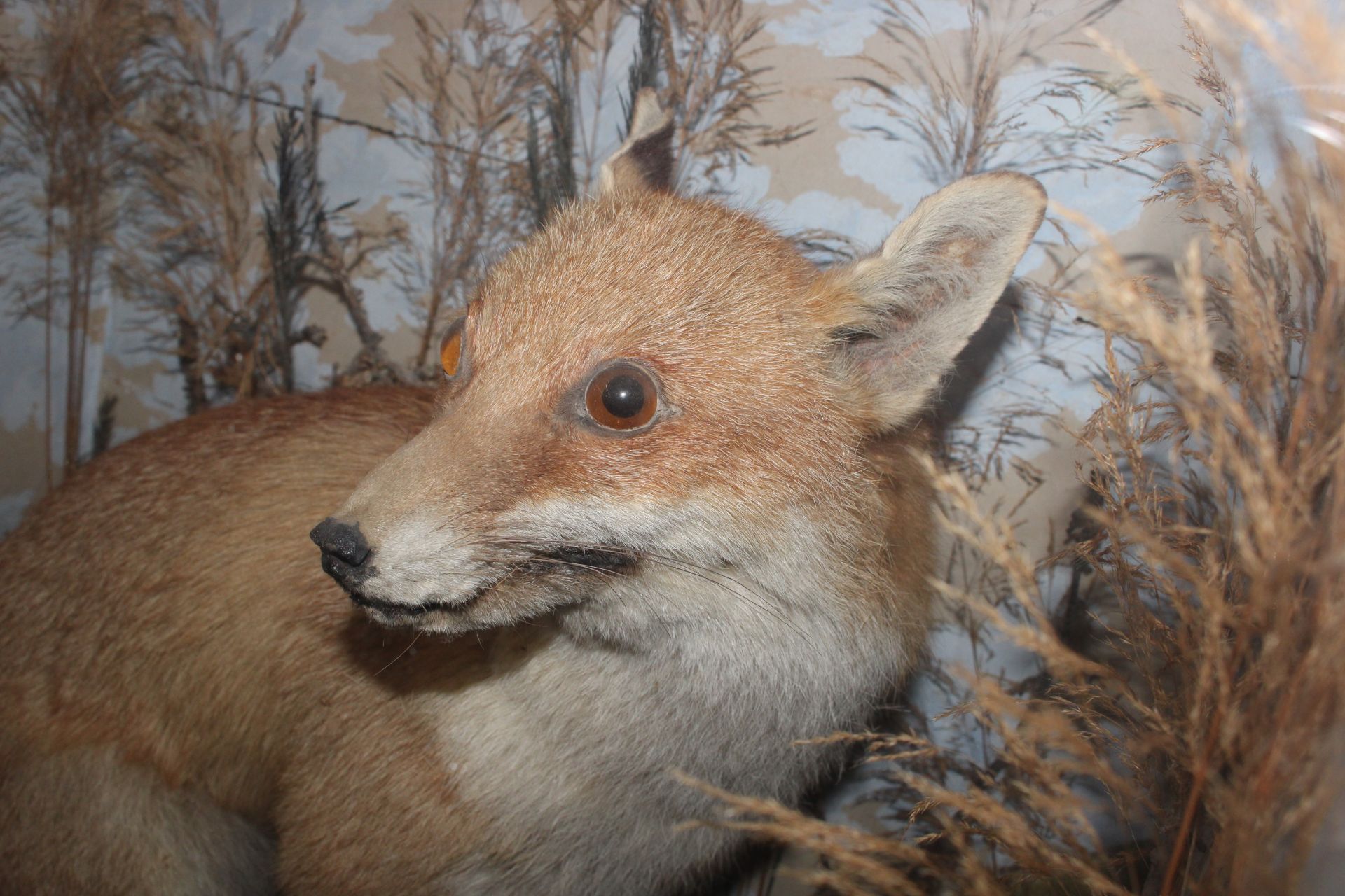 A cased and preserved study of a seated fox amongs - Image 4 of 4