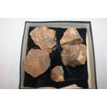 A box containing five pieces of rough Queensland Boulder Rock opal
