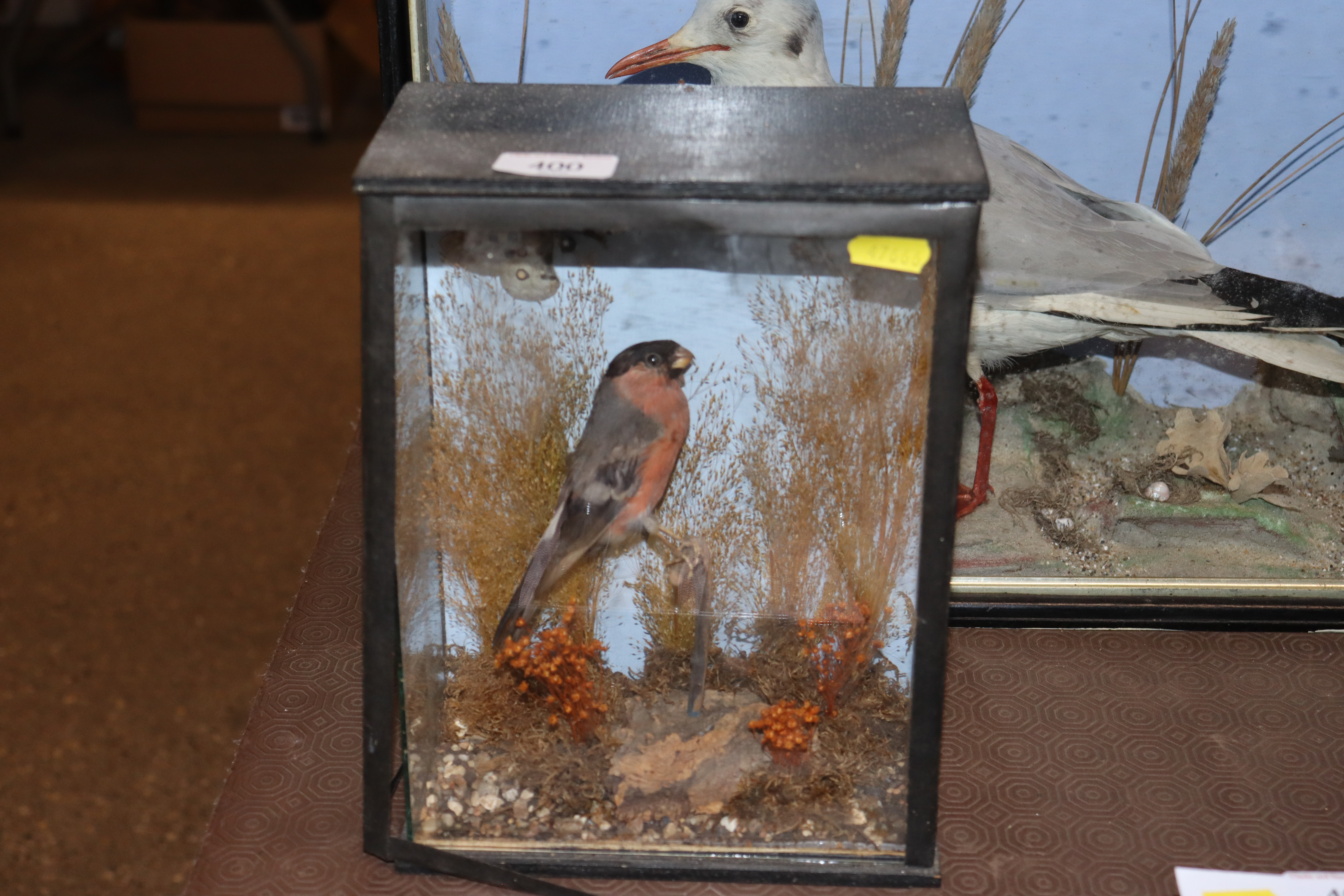 A small cased and preserved bird set amongst folia