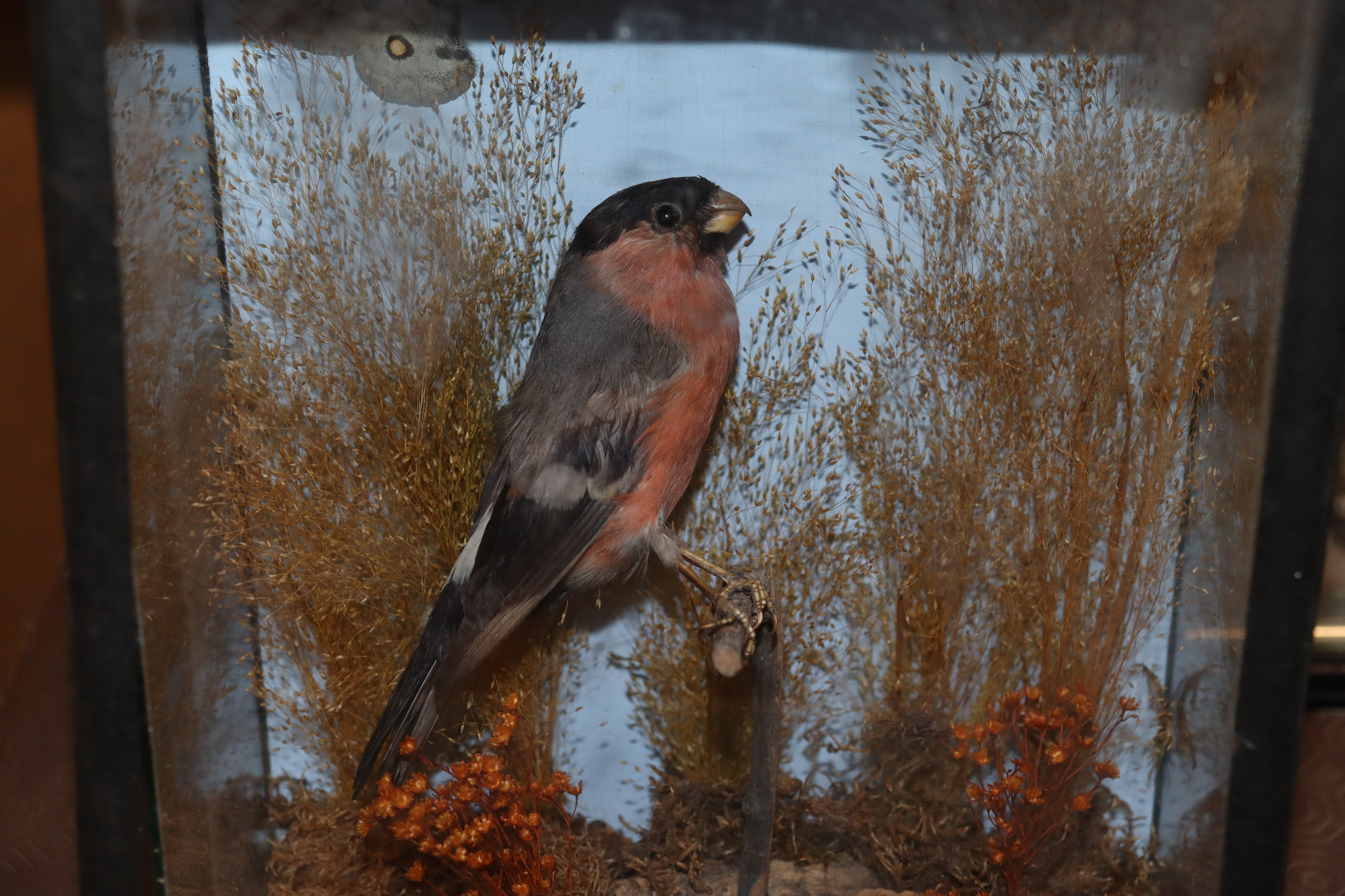 A small cased and preserved bird set amongst folia - Image 2 of 3