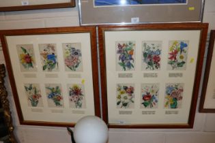 Twelve coloured botanical prints with descriptions