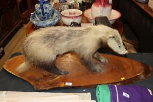 A preserved badger on wooden plinth