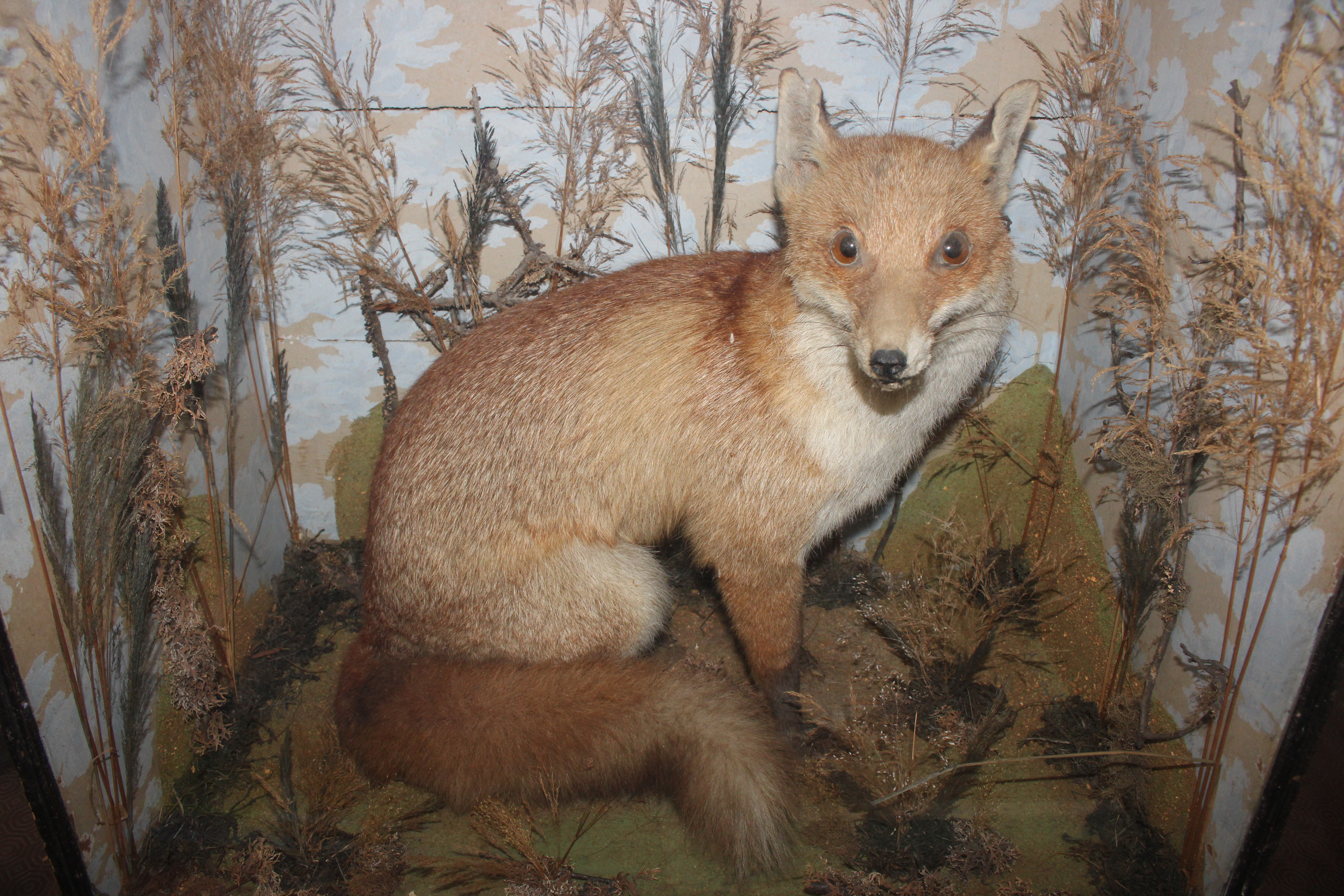 A cased and preserved study of a seated fox amongs - Image 2 of 4