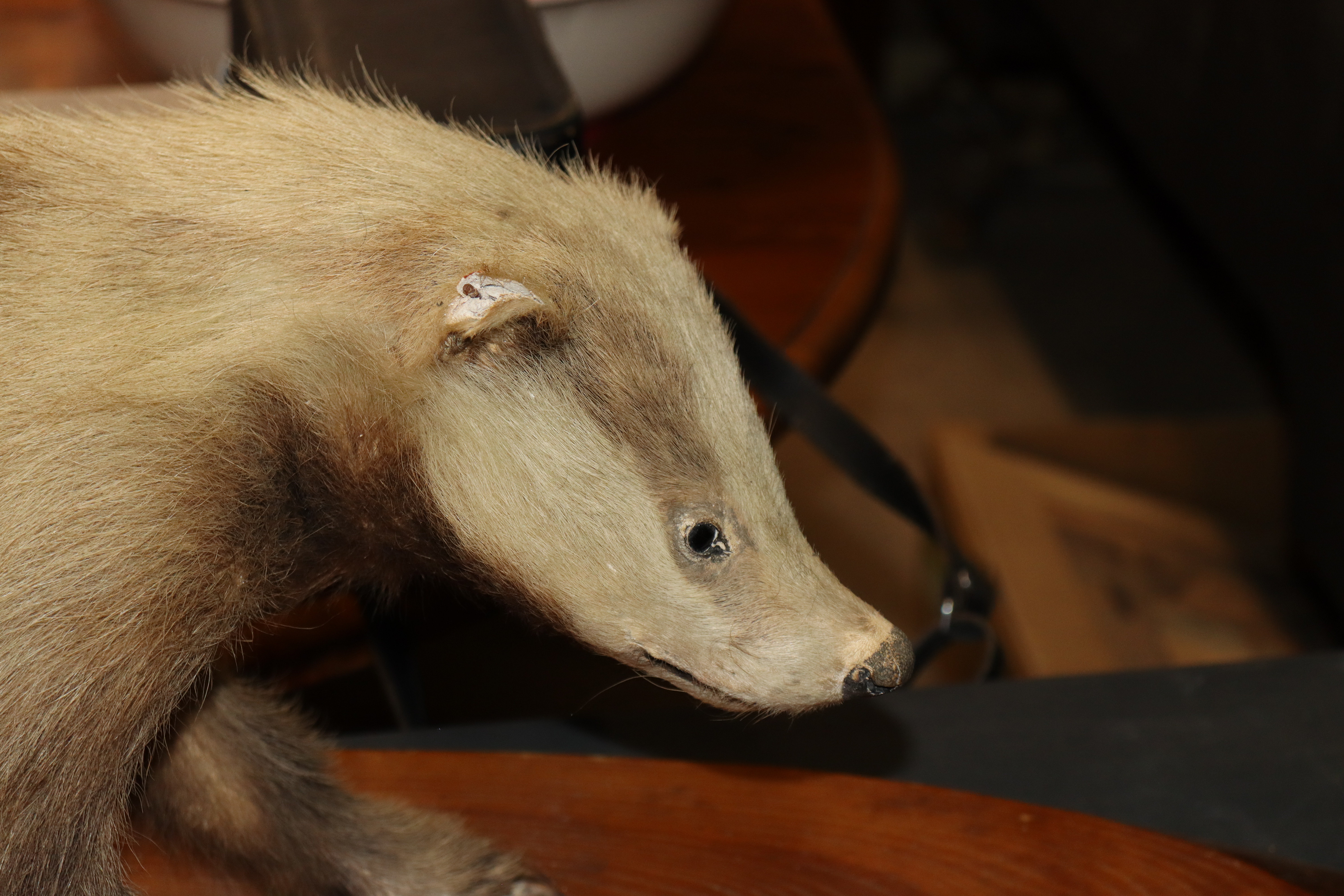 A preserved badger on wooden plinth - Image 2 of 6