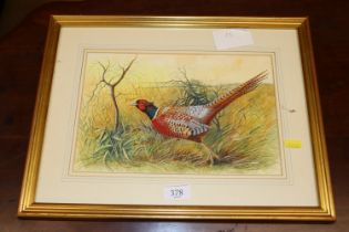 Cherry King, signed watercolour study of a pheasan