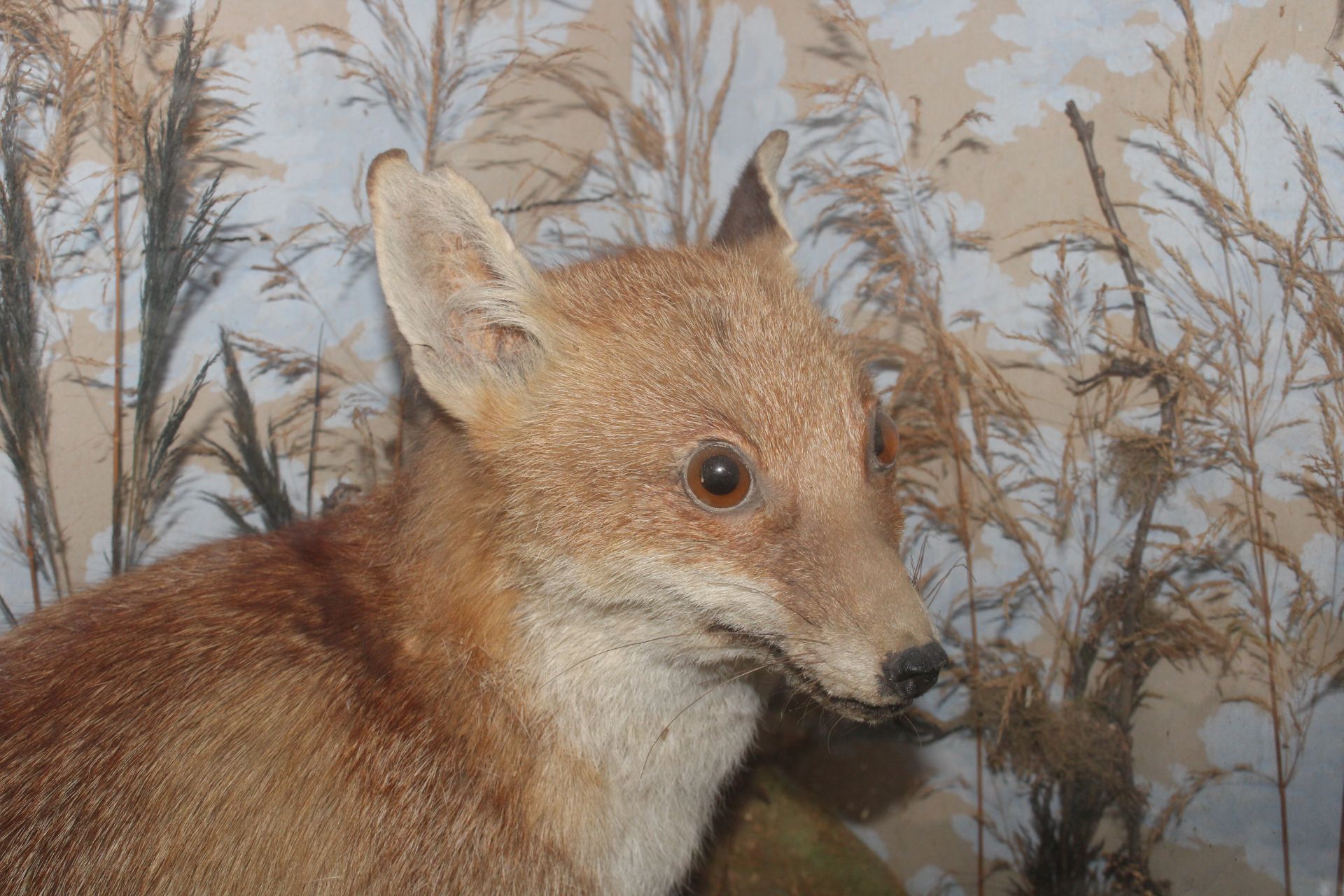 A cased and preserved study of a seated fox amongs - Image 3 of 4