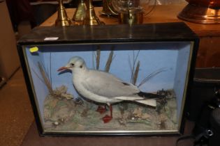 A cased and preserved gull set amongst rockwork an