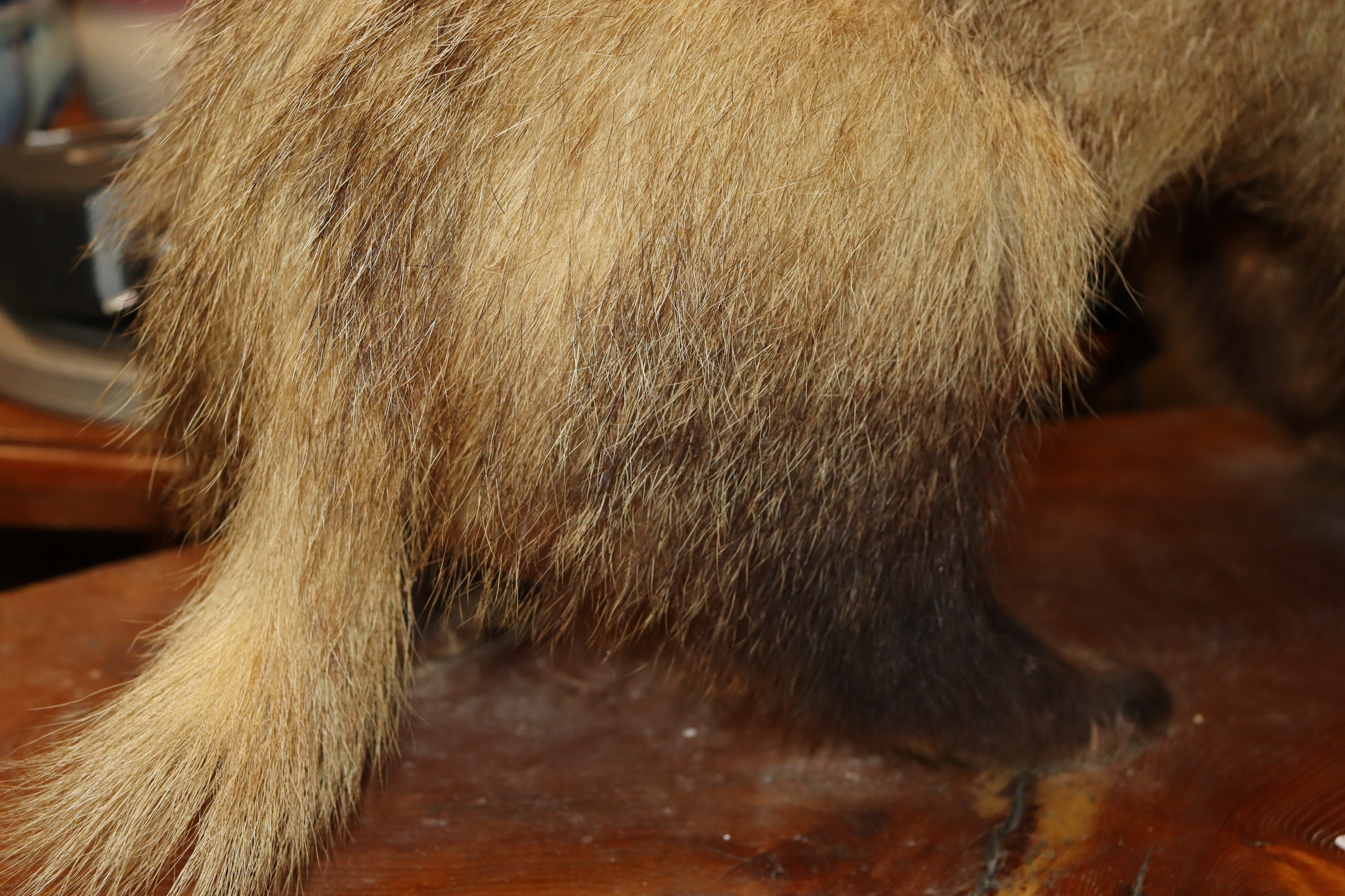 A preserved badger on wooden plinth - Image 6 of 6