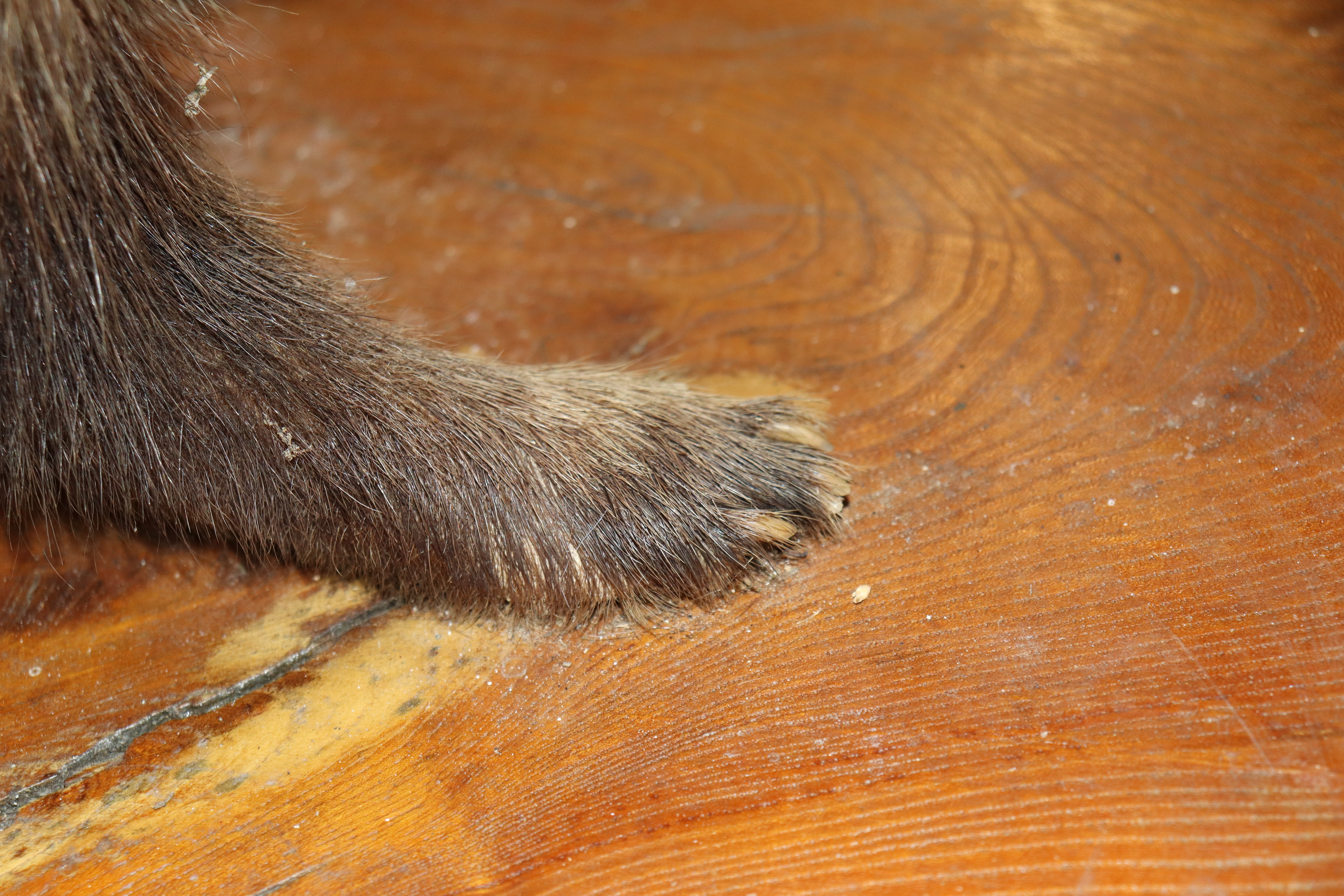 A preserved badger on wooden plinth - Image 5 of 6