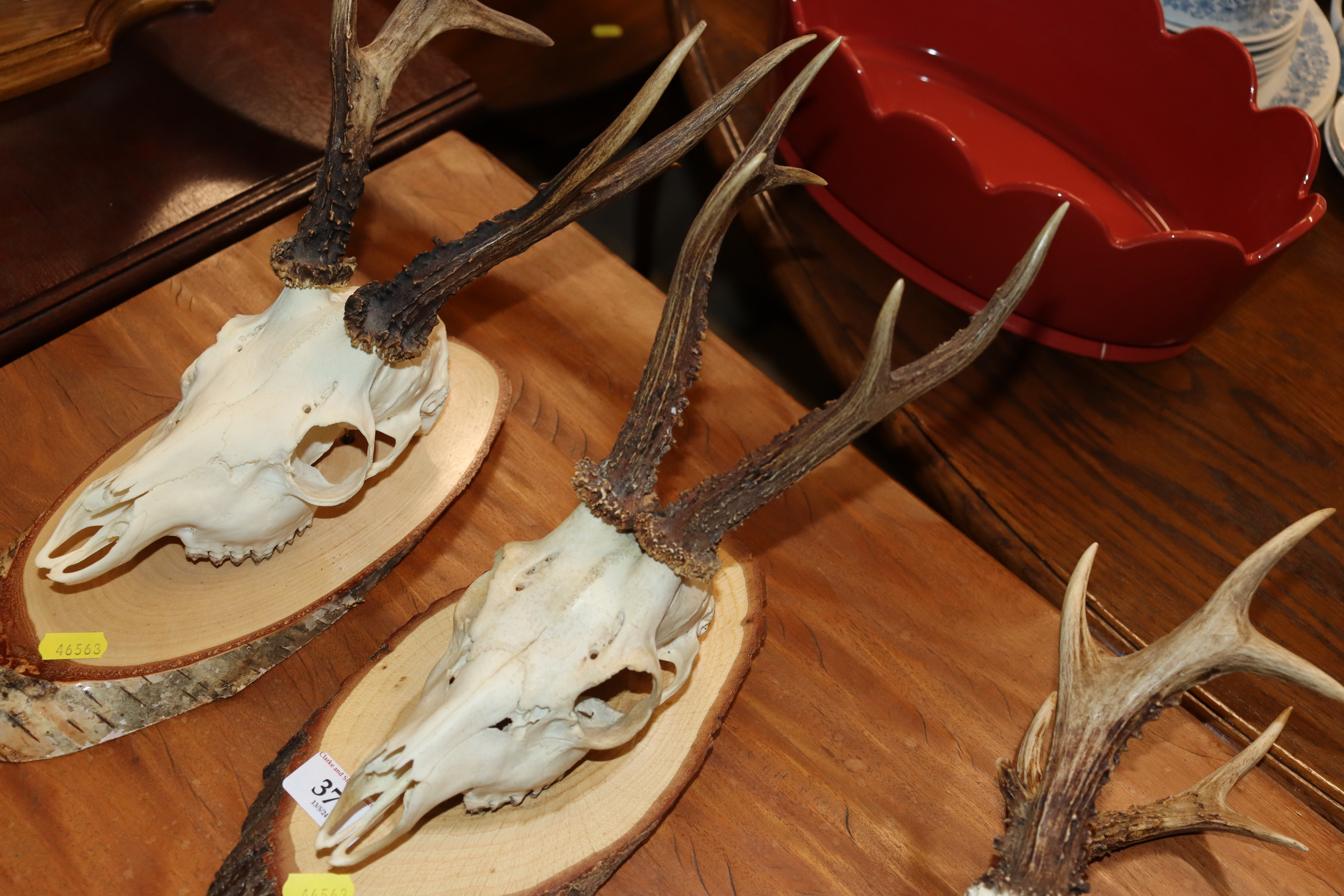 Three hunting trophies - Image 6 of 9