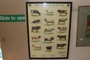 A framed print, "Common Breeds of Beef and Dairy C