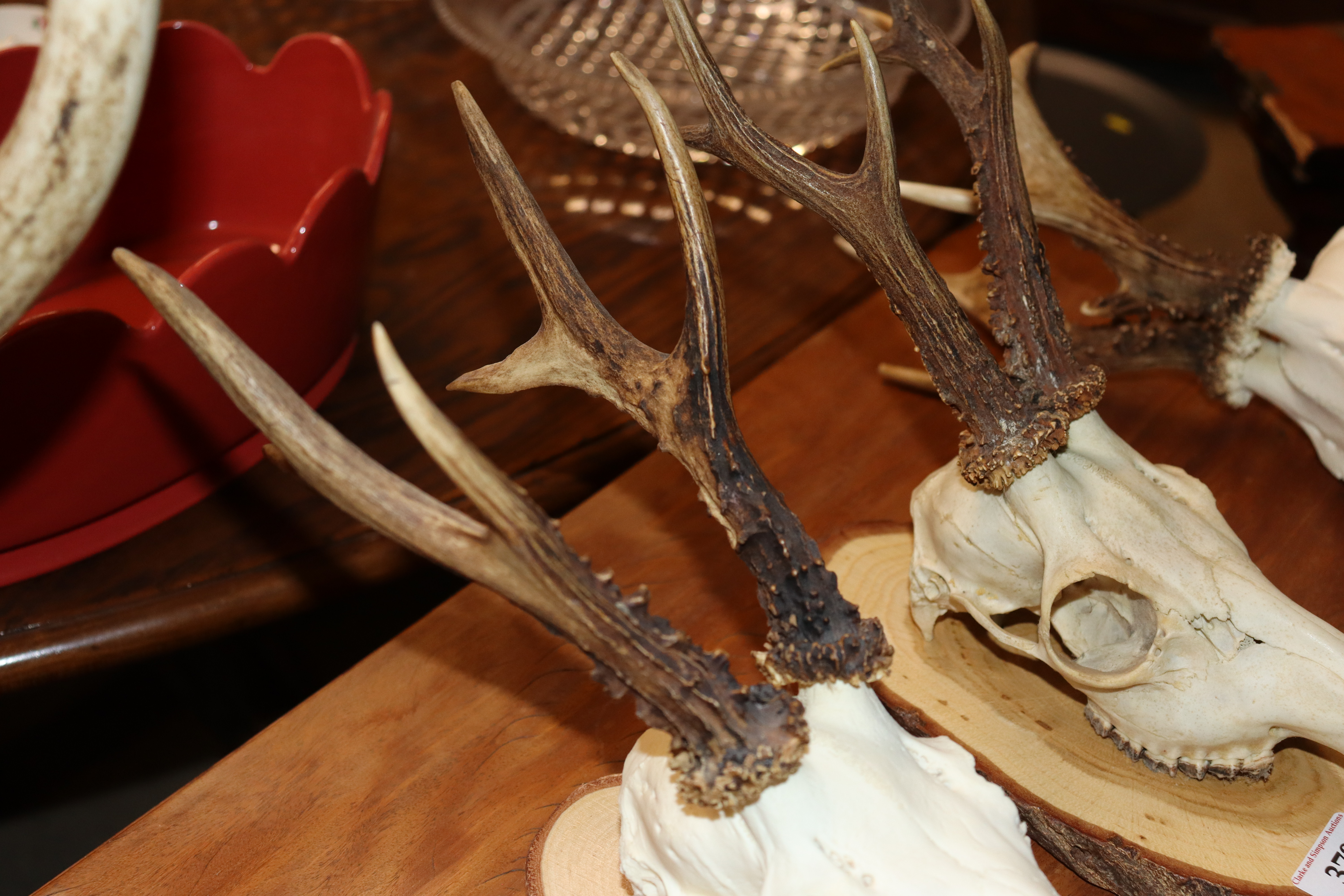 Three hunting trophies - Image 9 of 9