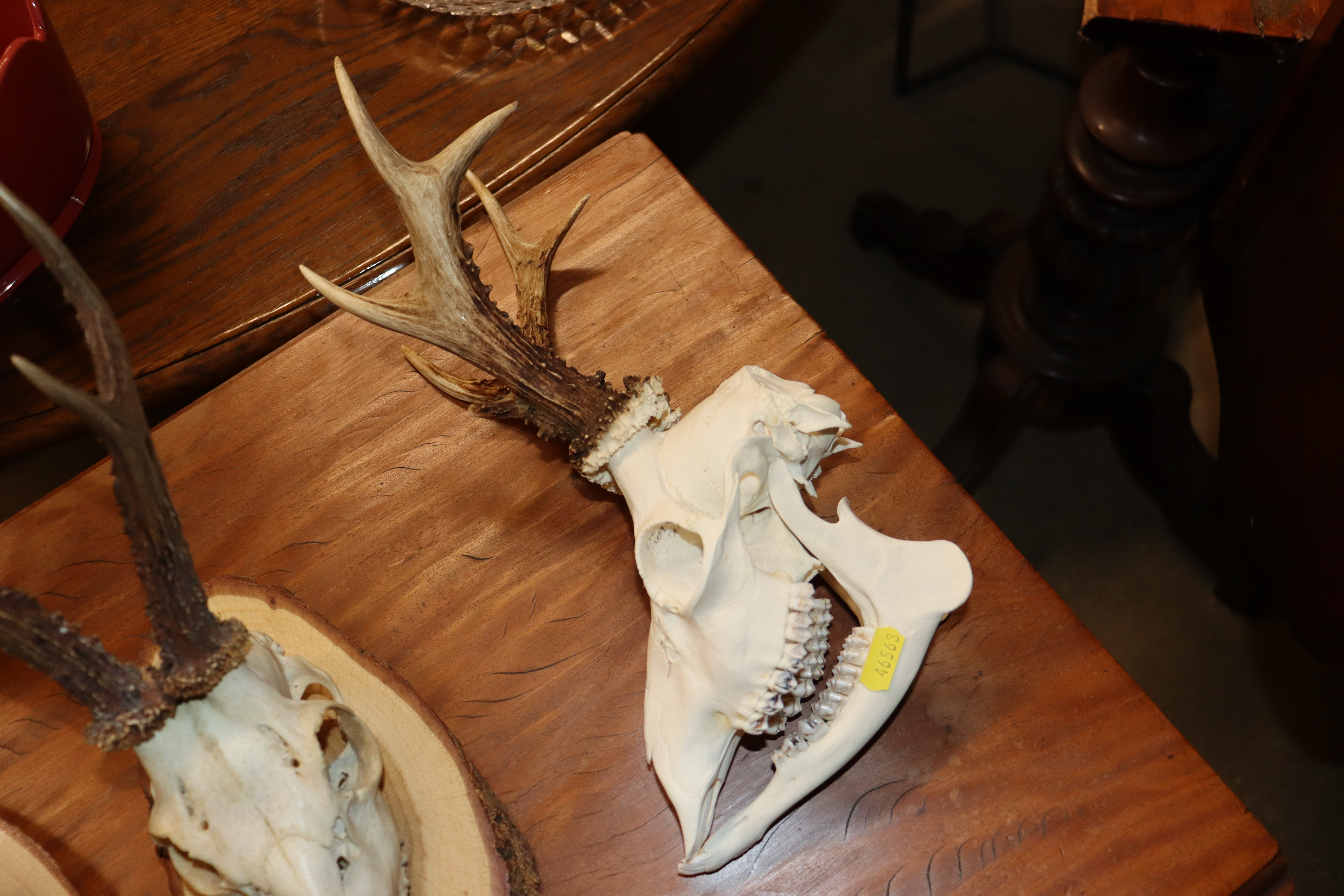 Three hunting trophies - Image 2 of 9