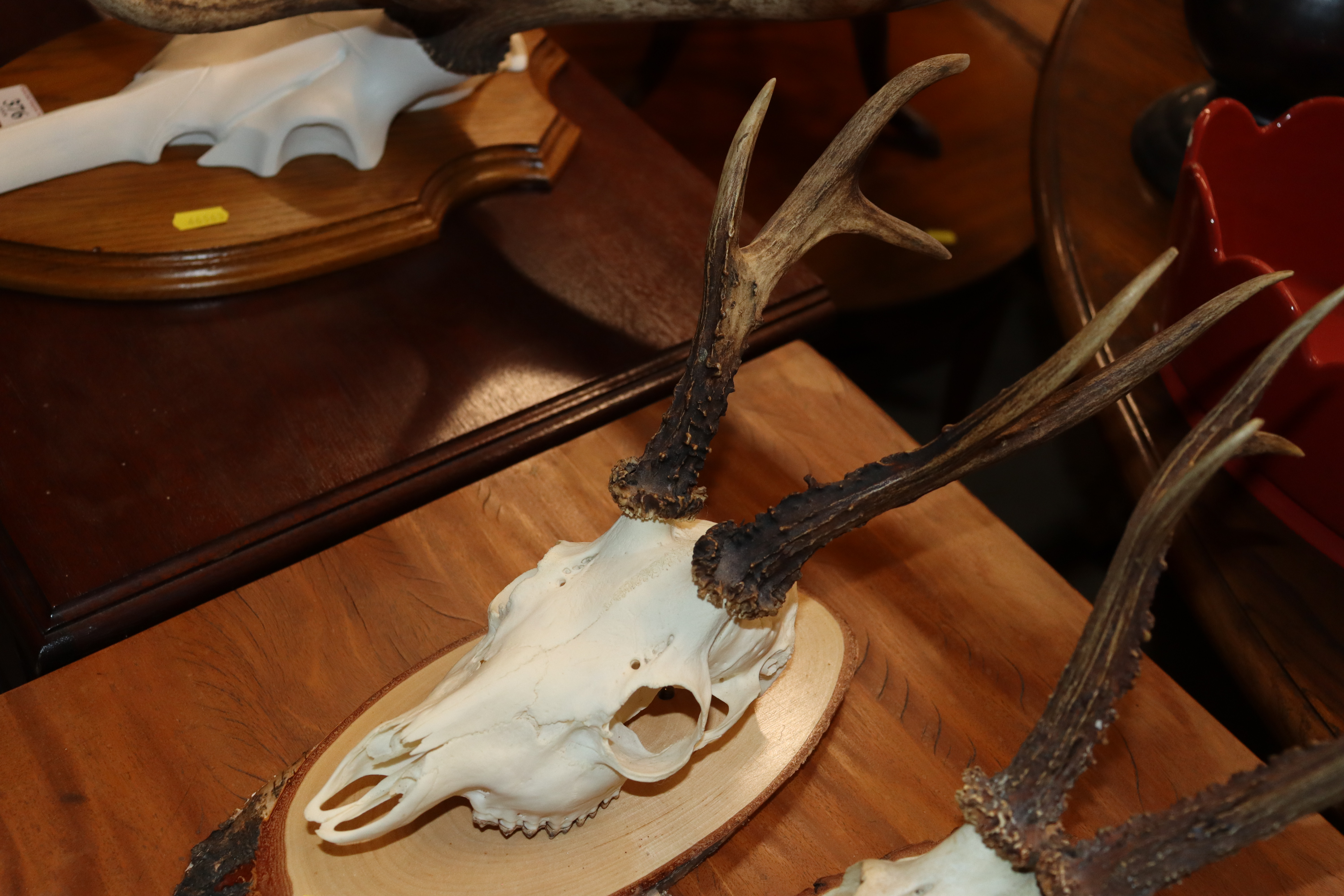 Three hunting trophies - Image 8 of 9