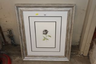 A study of a rose inscribed "Alice 2/5/2020" in si