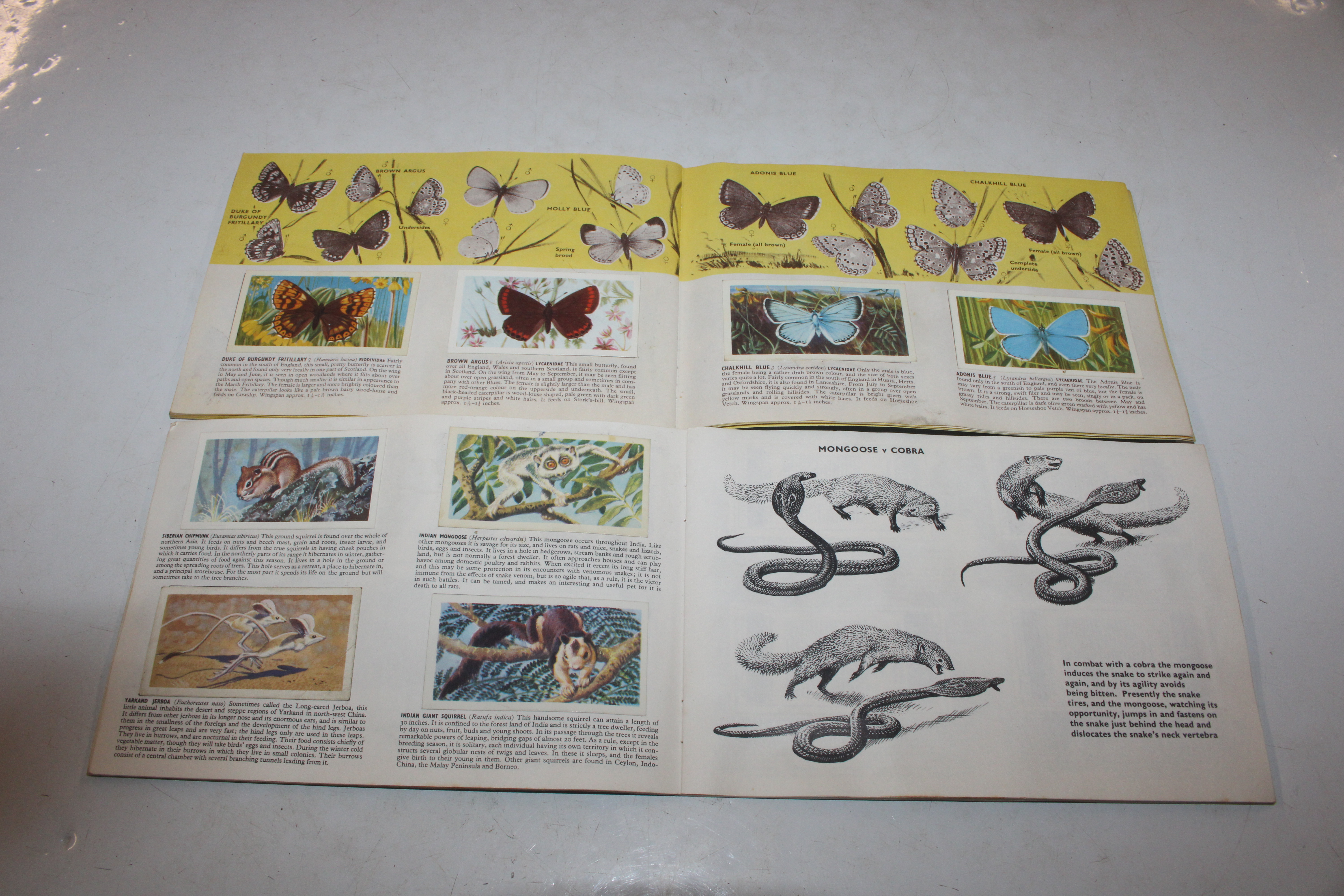 A box containing children's annuals; various ephem - Image 9 of 15