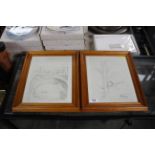 Two pine framed 'Winnie The Pooh' prints