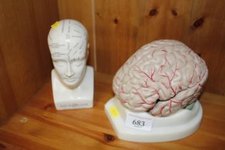 A pottery phrenology head and a model of a brain