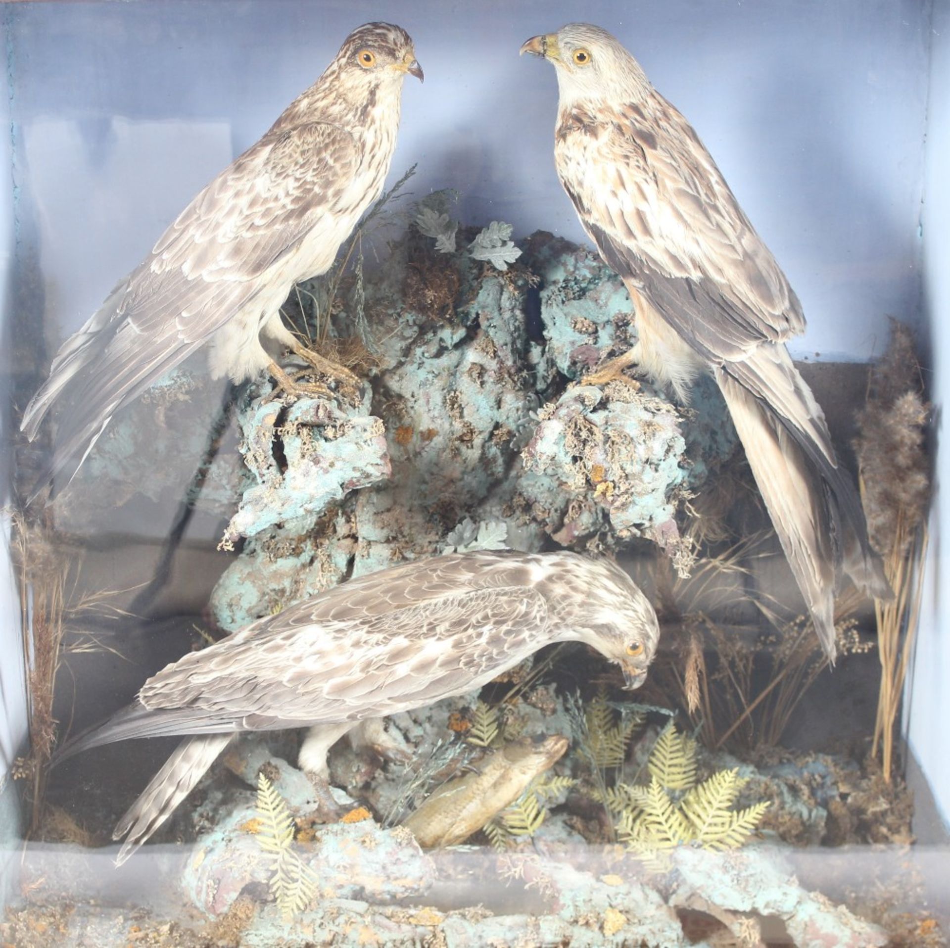 A Victorian preserved taxidermy arrangement of birds of prey, set amongst foliage and rocks one - Image 2 of 2