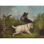 Edward Armfield, studies of terriers hunting, a pair, signed oils on board, 16.5cm x 22cm