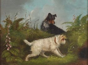 Edward Armfield, studies of terriers hunting, a pair, signed oils on board, 16.5cm x 22cm