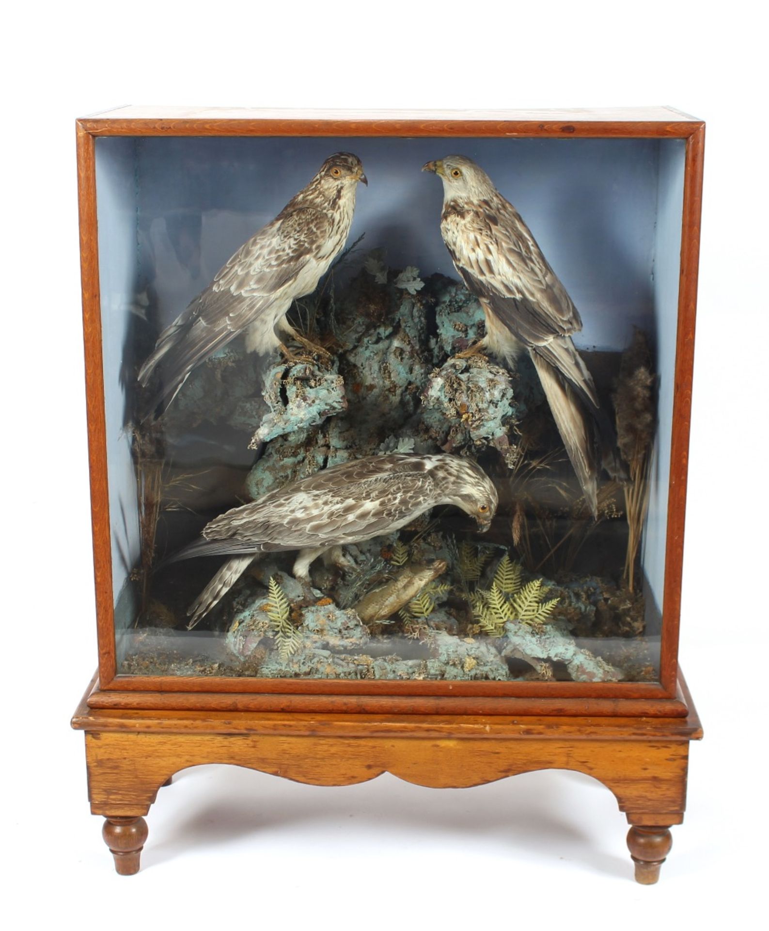 A Victorian preserved taxidermy arrangement of birds of prey, set amongst foliage and rocks one