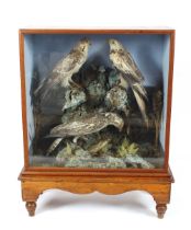 A Victorian preserved taxidermy arrangement of birds of prey, set amongst foliage and rocks one