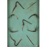 A collection of nine East Java steel cockspurs in oak glazed case